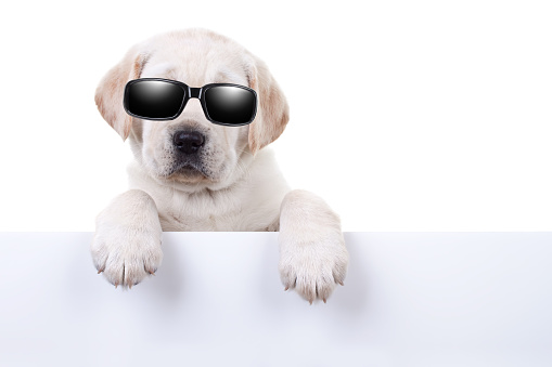 Cool party star dog or summer Labrador puppy dog in sunglasses over sign or banner isolated