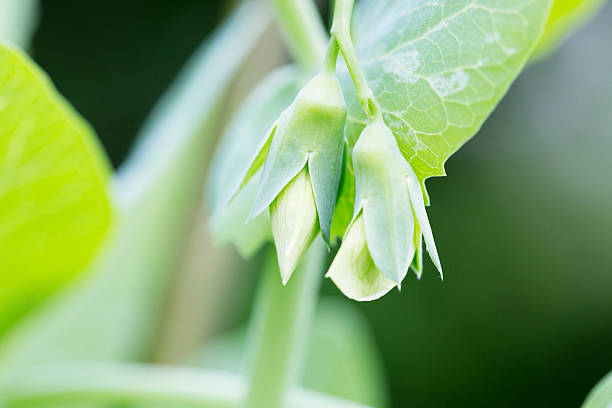 istock Close up of a pea blossom 537515980