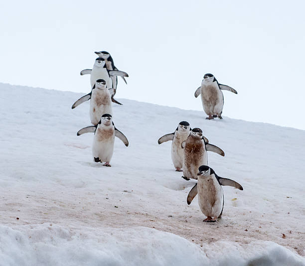 Eight Chinstrap penguins walking in snow , Antarctica. Chests are very dirty