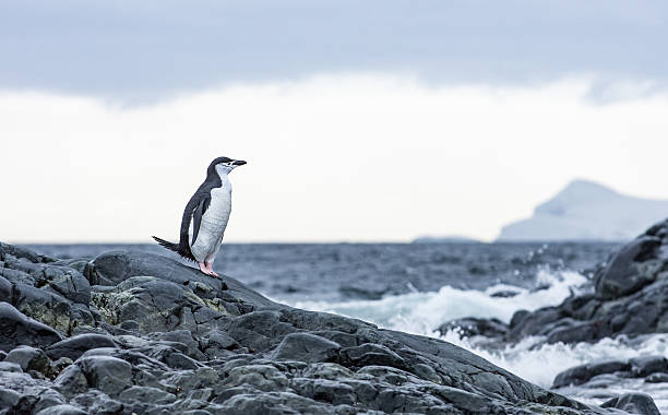 istock Chinstrap penguin standing on rocks in Antarticta 537516192