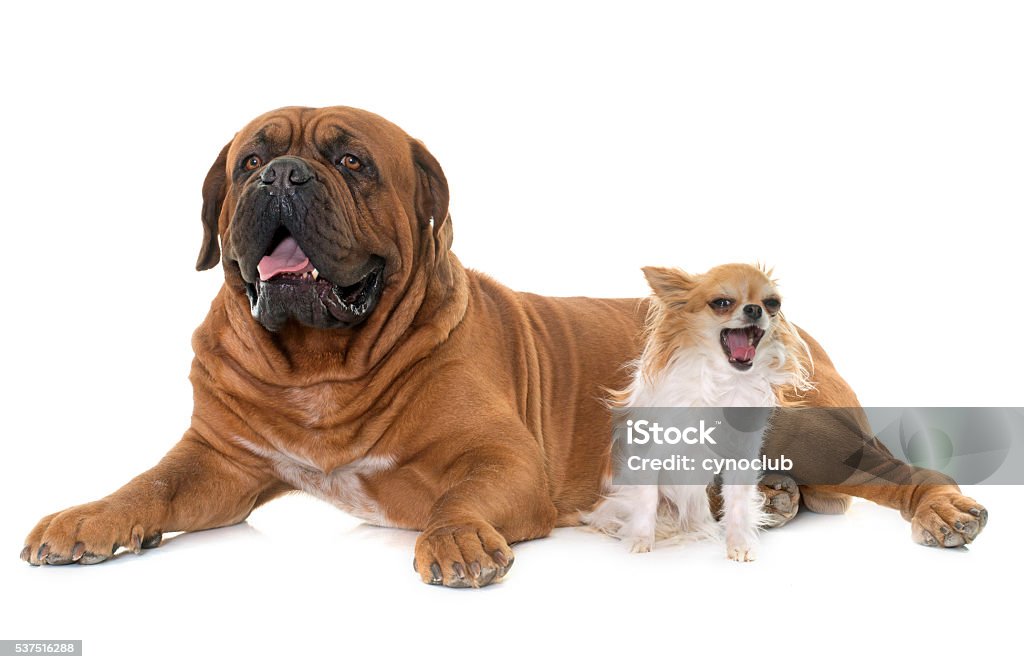 Dogue de Bordeaux and chihuahua Bordeaux mastiff and chihuahua in front of white background Dog Stock Photo