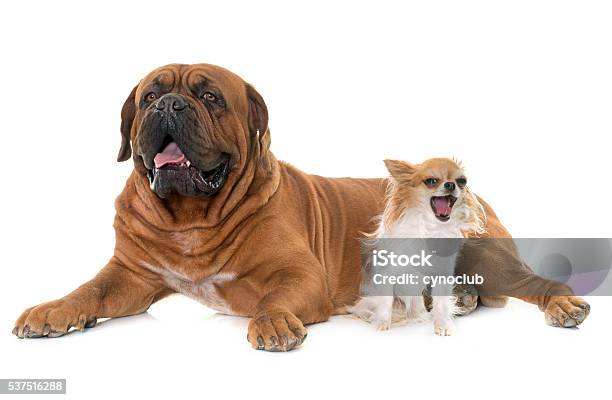 Dogue De Bordeaux And Chihuahua Stock Photo - Download Image Now - Dog, Large, Small