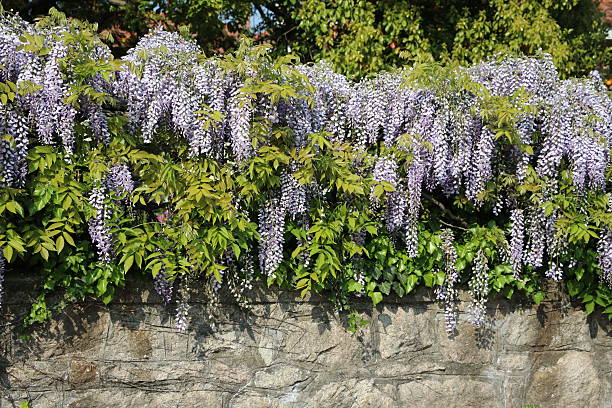 ogrodzenie niebieskiego kwitnienia wisteria frutescens, włochy - blütenpracht zdjęcia i obrazy z banku zdjęć