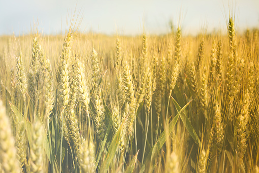 Sunny wheat field-agriculture-harvest-cereal