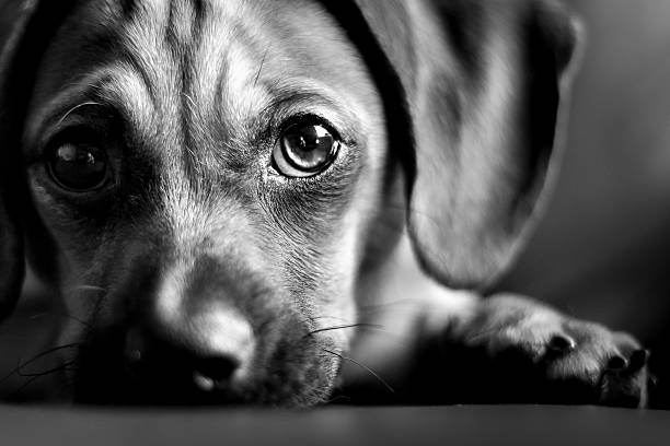 puppy eyes - verdriet fotos stockfoto's en -beelden