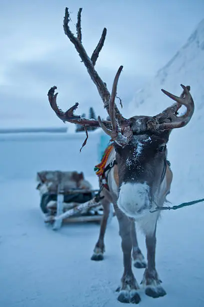 Reindeer pulling a sleigh at the Ice hotel in Sweden