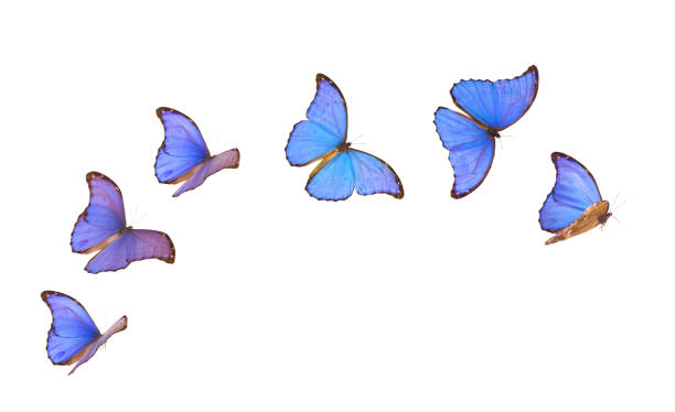 istock Blue Morpho Butterflies in Various Flying Positions Isolated on White 537517050