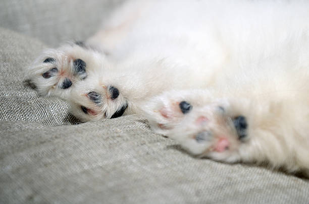 istock closeup paws of sleeping Pomeranian puppy 537517563