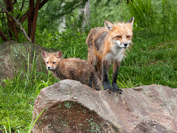istock Red Fox Mom and Kit Standing on a Rock 537517603