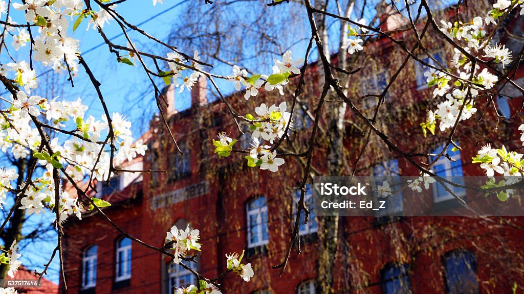 Edificio (1821) - Foto stock royalty-free di Albero