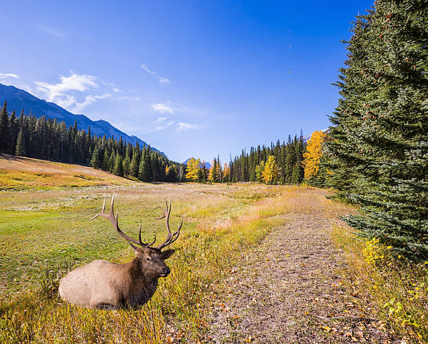 istock Red deer resting in a mountain valley 537517772