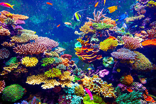 Tropical Fish Coral Reef and Tropical Fish in Sunlight. coral cnidarian stock pictures, royalty-free photos & images