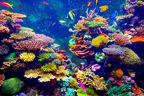 Tropical Fish Coral Reef and Tropical Fish in Sunlight. coral stock pictures, royalty-free photos & images