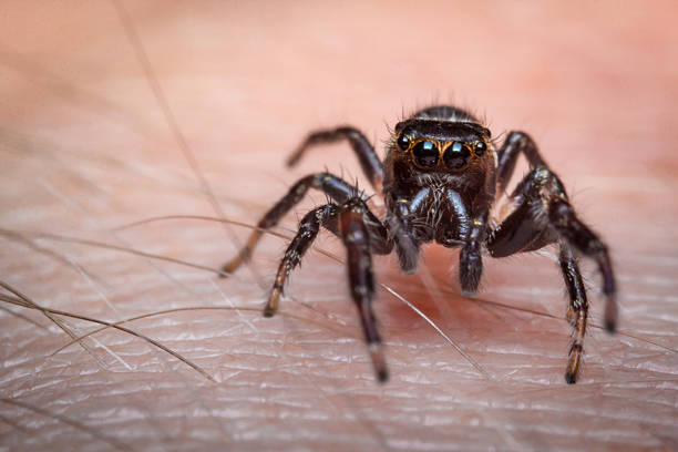 Jumping Spider Macro Super macro close up jumping spider on human skin jumping spider photos stock pictures, royalty-free photos & images