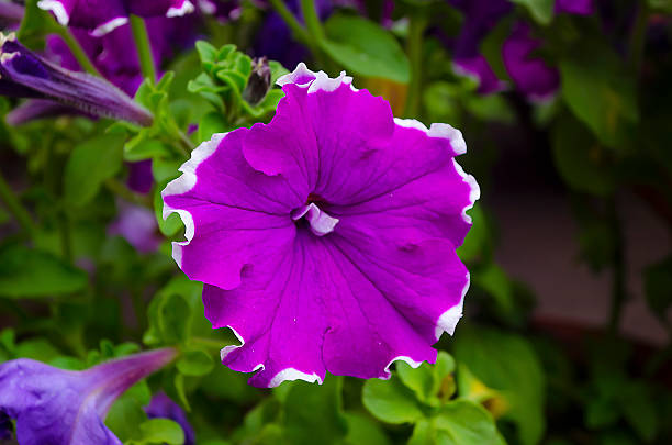 istock Two colour violet and white Petunia 537518057
