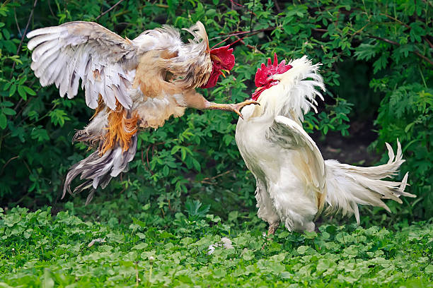 istock two cocks white and red fight on the farm 537518278
