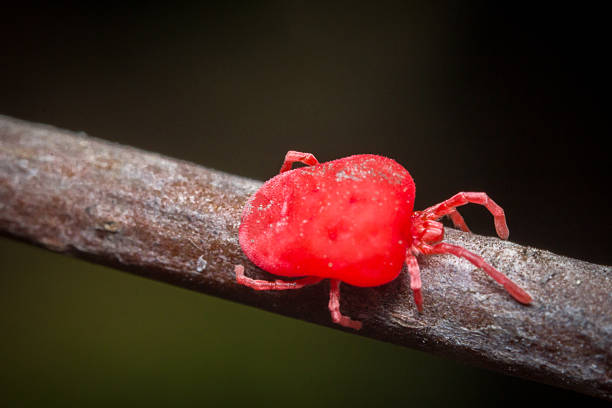 istock Trombidiidae Velvet Mite 537518316