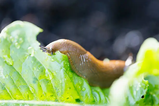 close up of a slug, siiting on a leaf of Arrugol salad, after eating from it, salad is covered with drops of water after rain