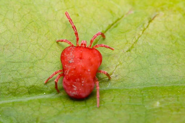 istock Trombidiidae Velvet Mite 537518350