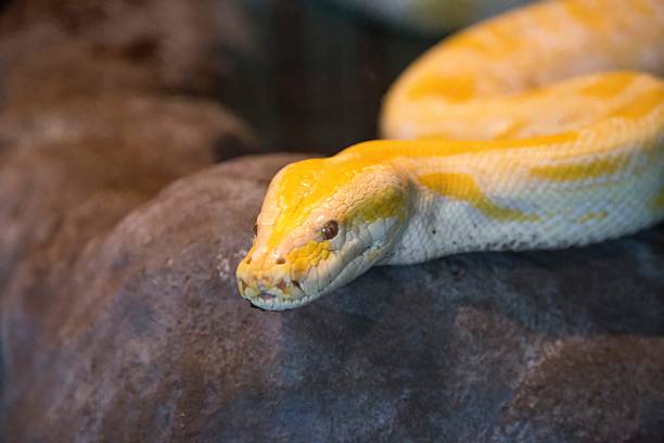 400+ Yellow Burmese Python Foto Stok, Potret, & Gambar Bebas Royalti ...