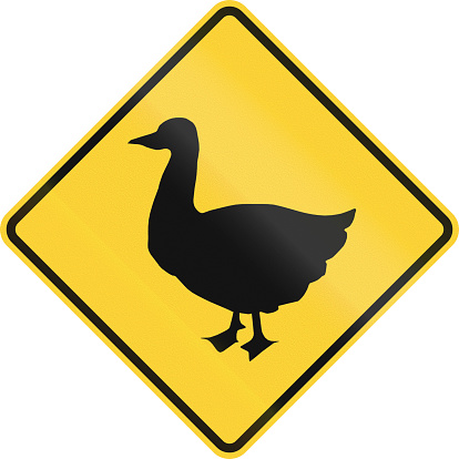 US road warning sign: Duck crossing
