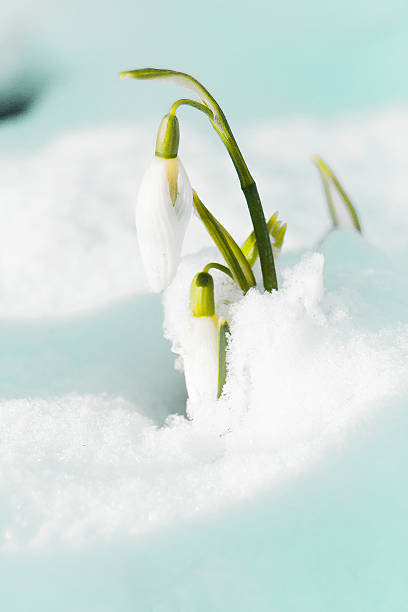 Snowdrop the herald of spring