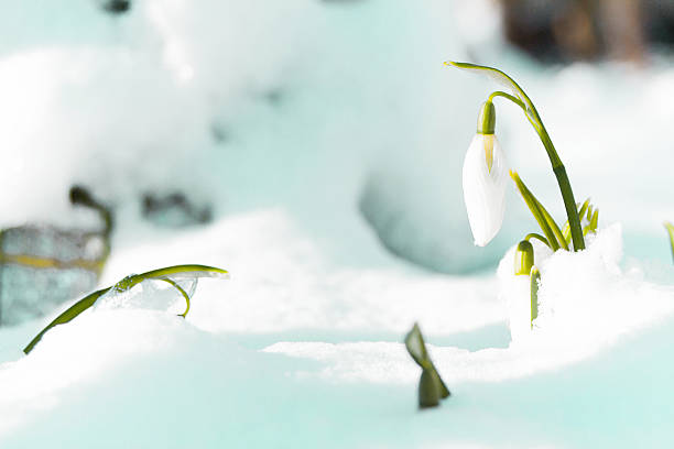 istock Snowdrop the herald of spring 537519341