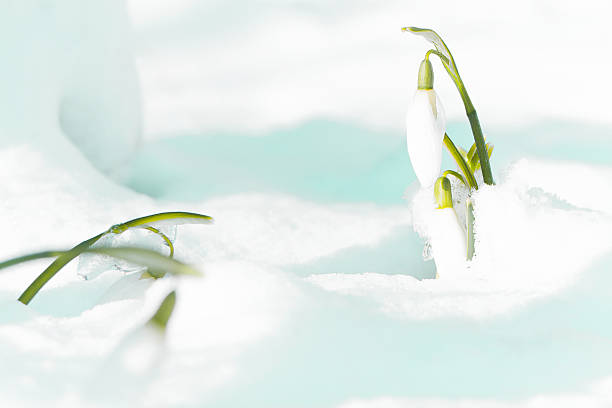 istock Snowdrop the herald of spring 537519343