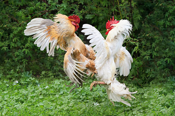istock two evil birds, fighting rooster on green grass in village 537519446