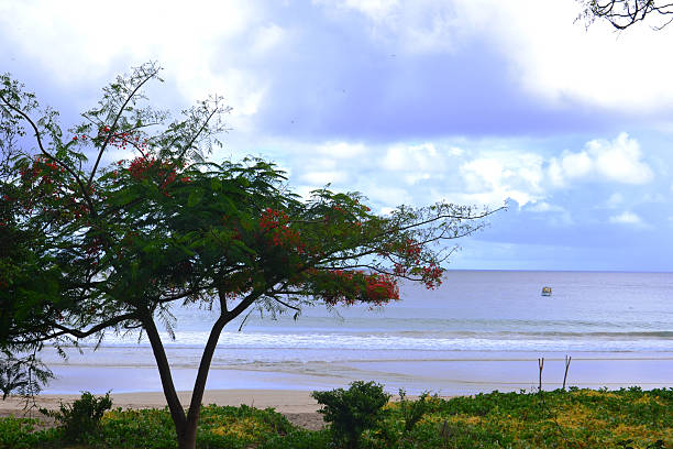 istock Beach in Fernando de Noronha, Brazil 537519473