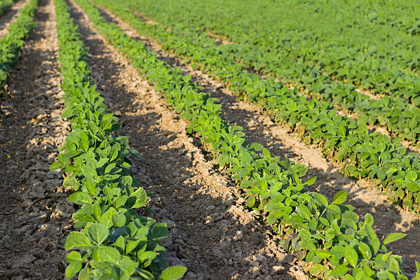 istock Rows of young soybean plants in a field Soybean Field 537519768