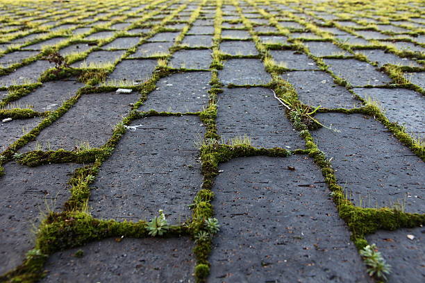 Rows of brick paving with parallel lines converging to vanishing point. Bright green weeds and grass between blocks