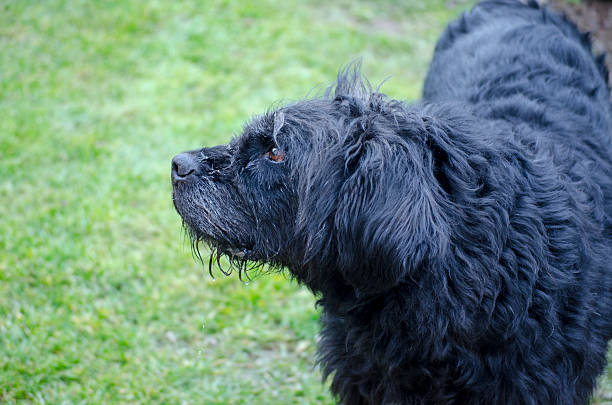 istock Profile of an old and dirty black dog 537519843