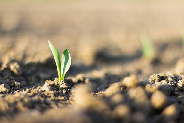 sprießen jungen mais pflanzen wächst aus dem boden, landwirtschaftlichen bauernhof - growth new life seedling child stock-fotos und bilder