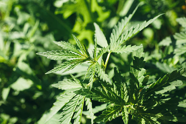 istock young leaves of cannabis 537520508