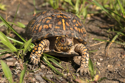 Warming himself in the morning sun on the roadside, a wild eastern box turtle eventually makes his way into the lush Daniel Boone National Forest in Twin Knobs, Kentucky. Their conservation status in near threatened to vulnerable.