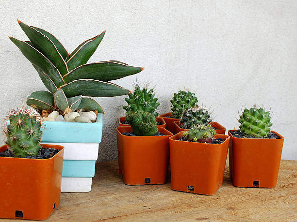 istock cactus and succulents collection in small flowerpots 537521130