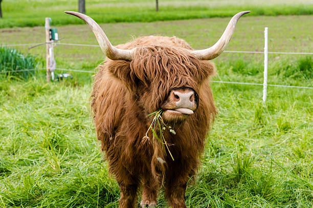 highland de vacuno escocesa - cattle highland cattle beef animal fotografías e imágenes de stock