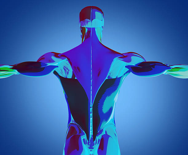 Weight loss Comparison. man body transformation. running jogging for losing weight, lose Fat belly, burning calories, weight loss process. sports training. fat burn, Obesity, human anatomy, 3d render