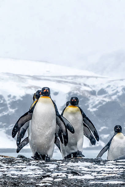 istock King Penguin Marching in the Snow 537522278