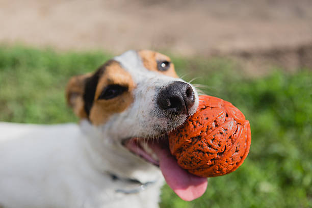 istock dog with ball in mouth 537523434