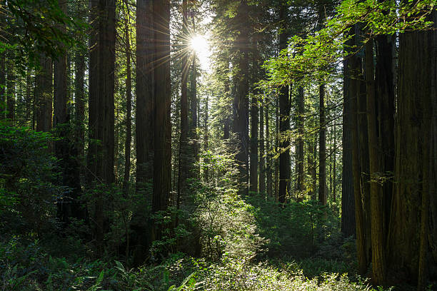istock Redwood National Park 537525402
