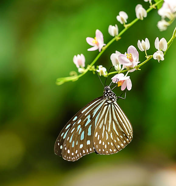 istock Blue Glassy Tiger butterfly in a garden 537525462