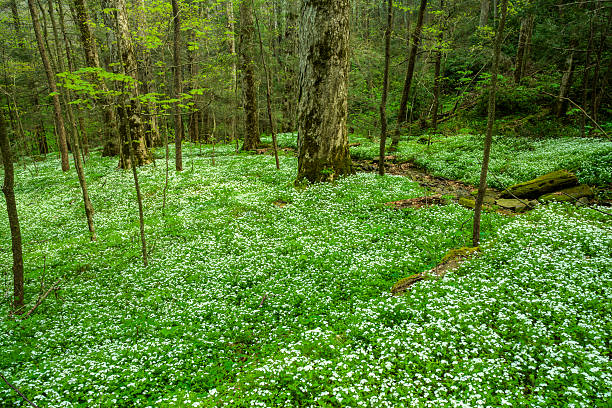 Spring, Chimneys Area, Great Smoky Mountains National Park, TN