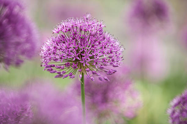 istock Purple ball flower 537527038