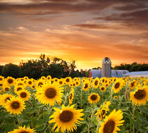 champ de tournesols et de coucher du soleil grange silo à distance - sunflower field single flower flower photos et images de collection