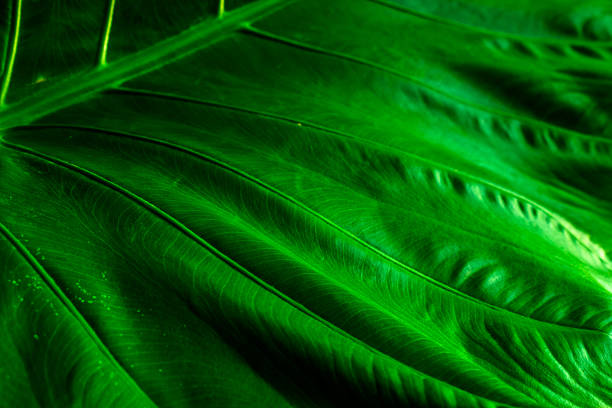 istock Green leaves close up background. 537527478