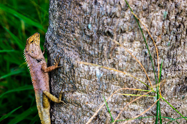 istock Gila tropical Asia in Thailand. 537527644