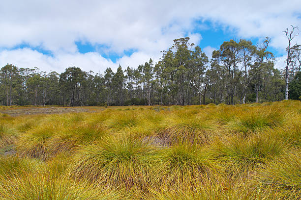 World heritage cradle mountain button grass plains World heritage cradle mountain button grass plains sedge stock pictures, royalty-free photos & images