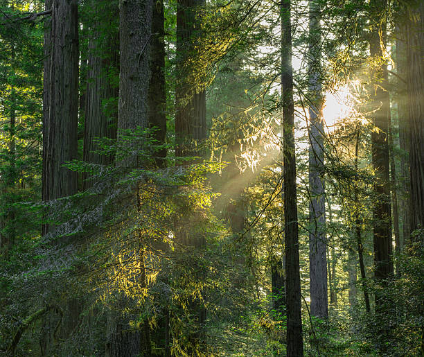 istock Redwood National Park 537528120